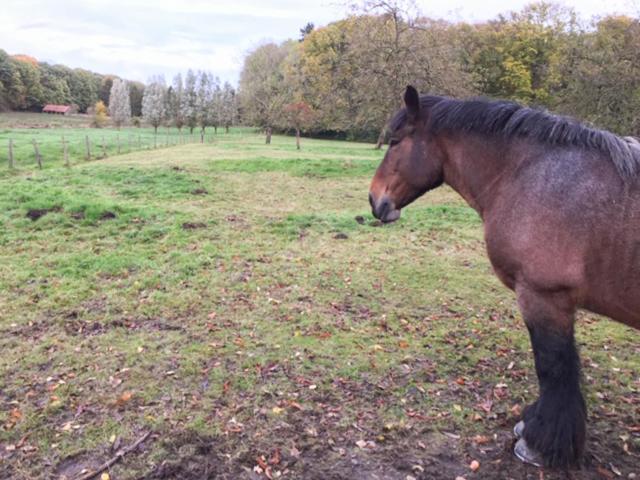 Acacia 1 Hengelhoef Aan de Wolfsberg Eksteriør bilde